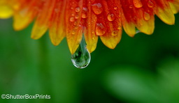 Read more about Little Drops of Water