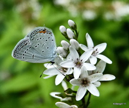 Read more about Eastern Tailed Blue Butterfly on Loosestrife
