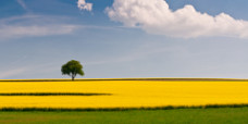 More about image of rapeseed and the tree